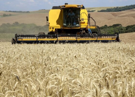 Trigo, lavoura, colheita