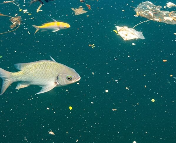 Peixe, poluição, microplásticos