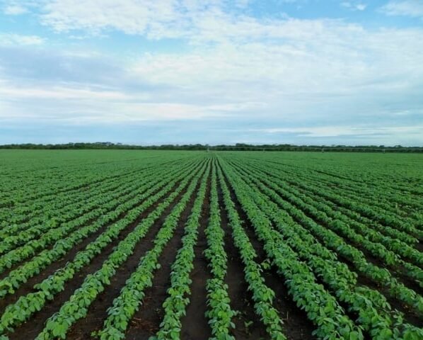 Novembro consolida preços de soja, mas clima preocupa produtores: safra corre risco?