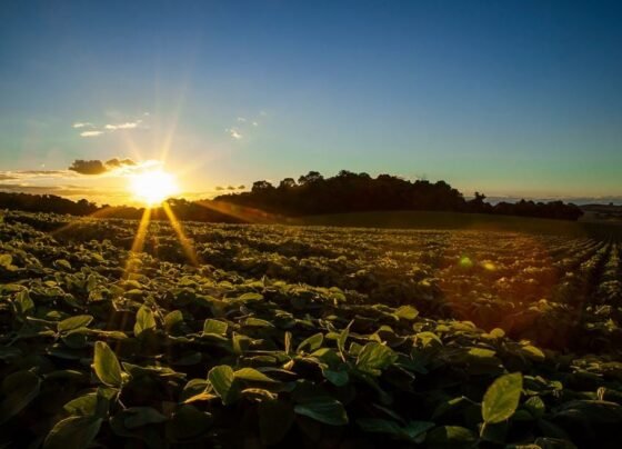 lavoura de soja