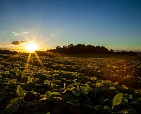 lavoura de soja