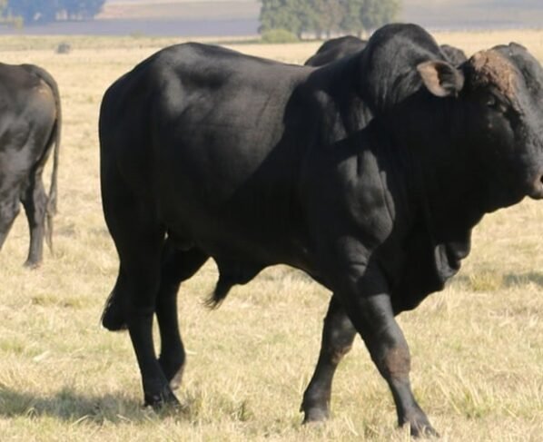 Foto: Manuela Bergamin/Embrapa