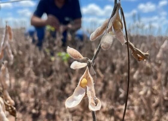 Foto: Canal/ Soja MT