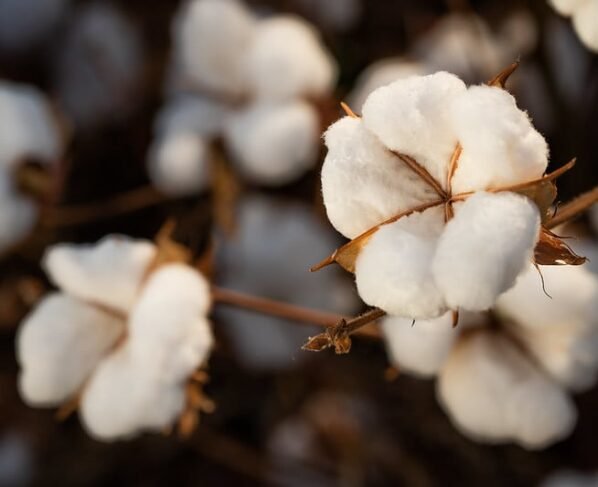 caroço de algodão