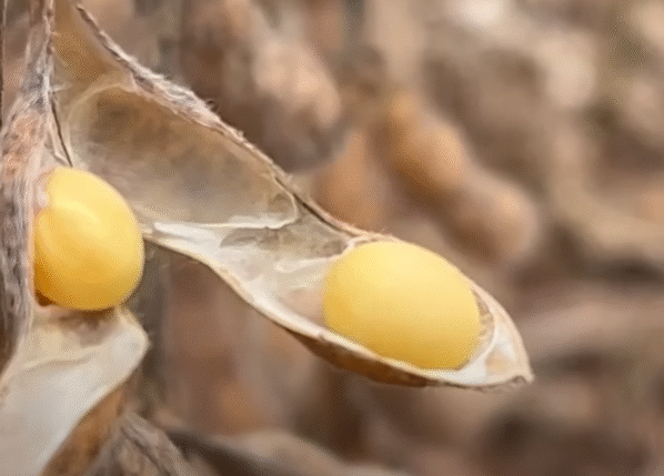Foto: Soja Brasil