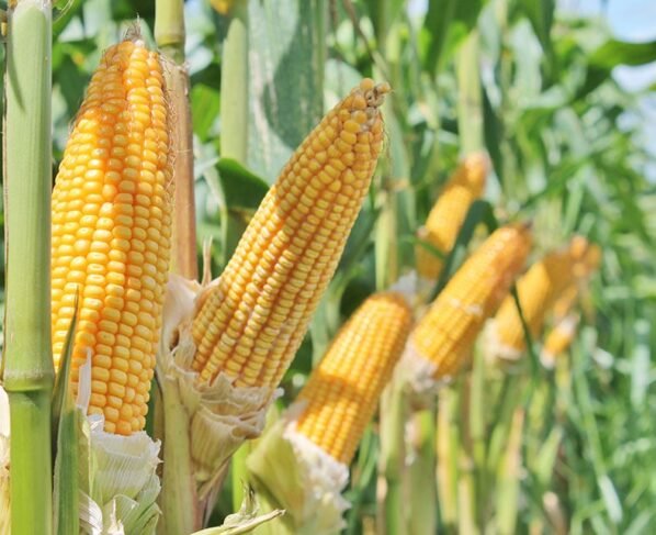 Integração lavoura-pecuária ajuda a acumular carbono no solo - milho