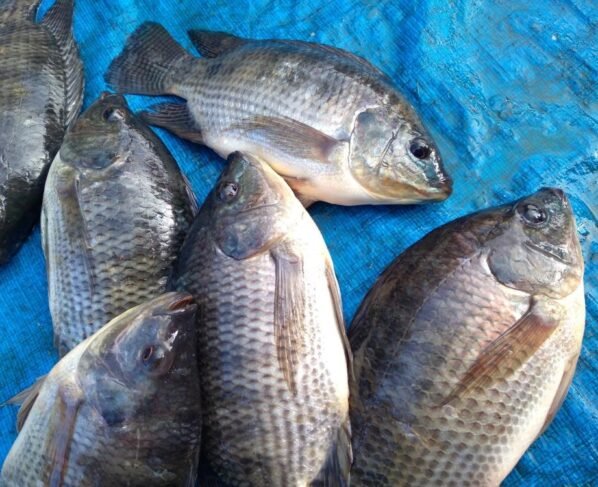 Crescimento da psicultura de SP impulsiona exportações brasileiras