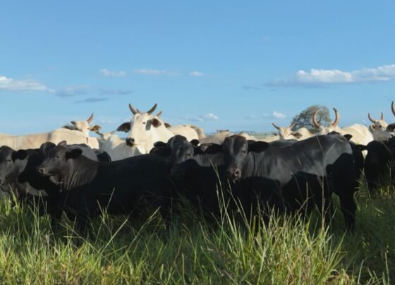 Foto: Reprodução/Giro do Boi.