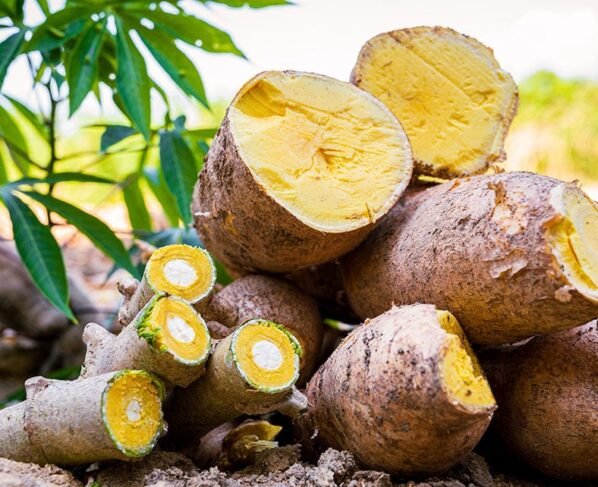 Mandioca: nova espécie BRS Jacundá