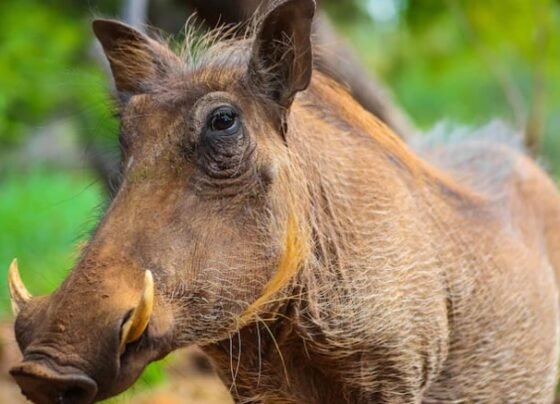 javali - peste suína africana - oie - grécia