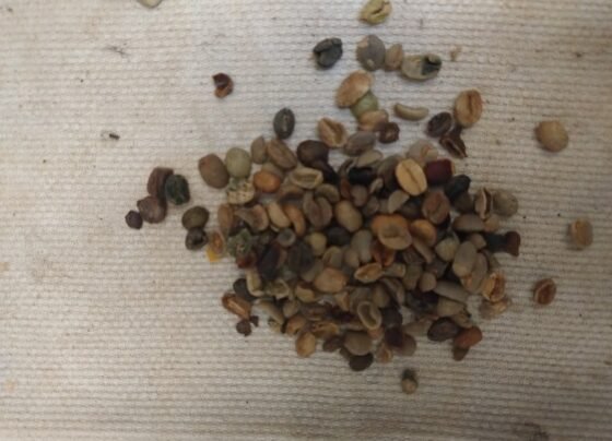 grãos, casca de café, santa catarina, operação