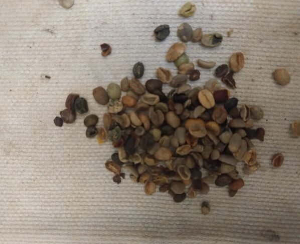 grãos, casca de café, santa catarina, operação