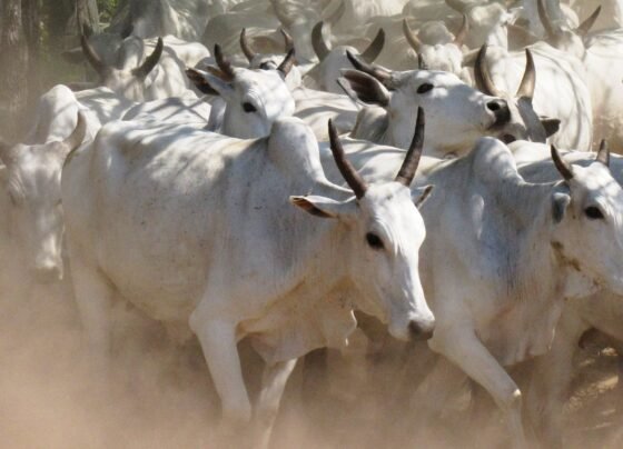 boiada, carne orgânica do Pantanal, boi