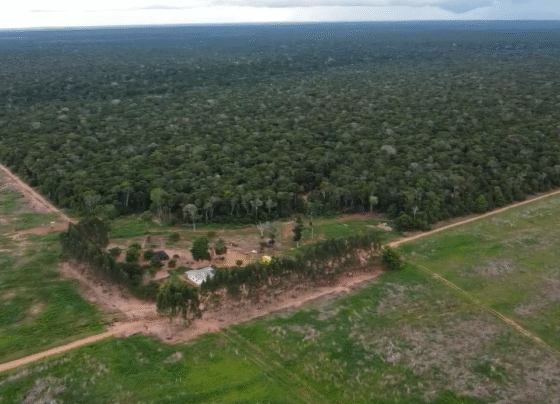 indigenas; homologação de terras