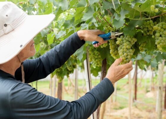 Pesquisa da Emater Goiás avalia variedades de uva adaptadas ao Cerrado