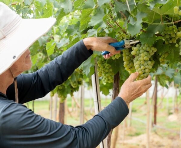 Pesquisa da Emater Goiás avalia variedades de uva adaptadas ao Cerrado