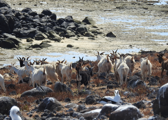 Cabras da Ilha de Abrolhos
