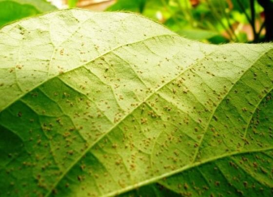 soja, ferrugem asiática