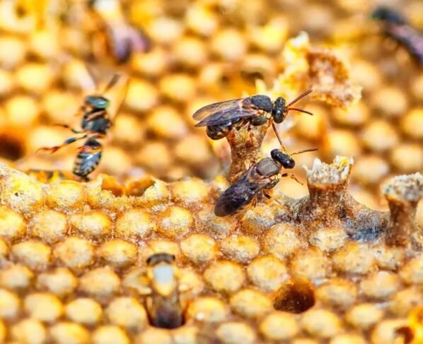 Produtores do Litoral formam associação para incentivar criação de abelhas sem ferrão