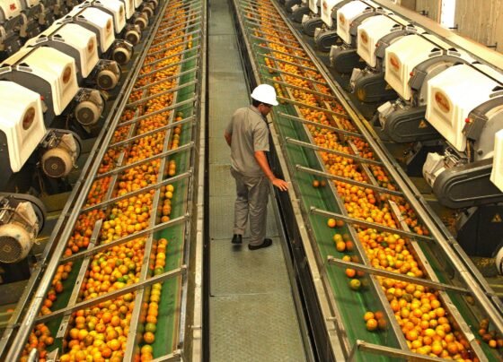 Laranja Indústria, Fundecitrus