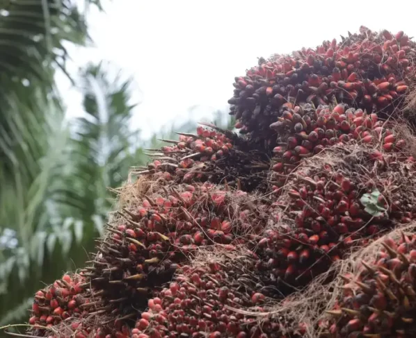 palma de óleo