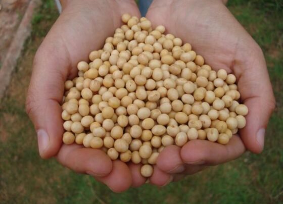 Close em mãos segurando um punhado de soja