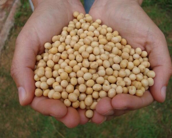 Close em mãos segurando um punhado de soja