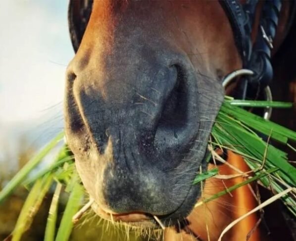 cavalo, milho, agricultor, freepik