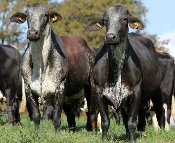 Foto: Divulgação/Associação Brasileira dos Criadores de Girolando.