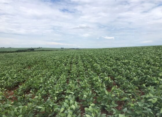 quebra safra paraná, chuvas