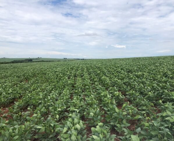 quebra safra paraná, chuvas