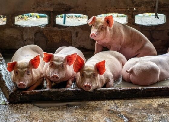 Santa Catarina - suino