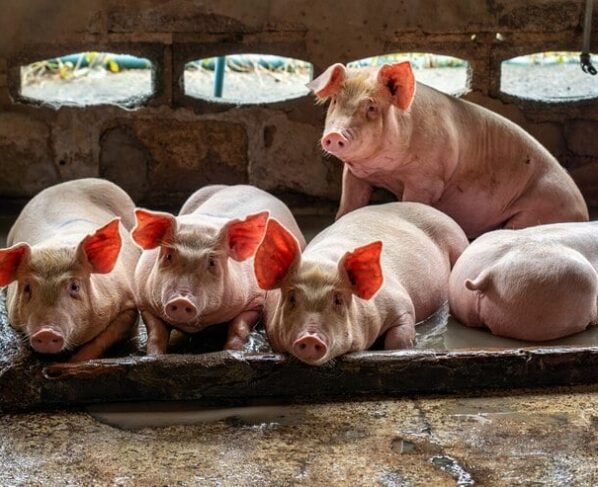 Santa Catarina - suino