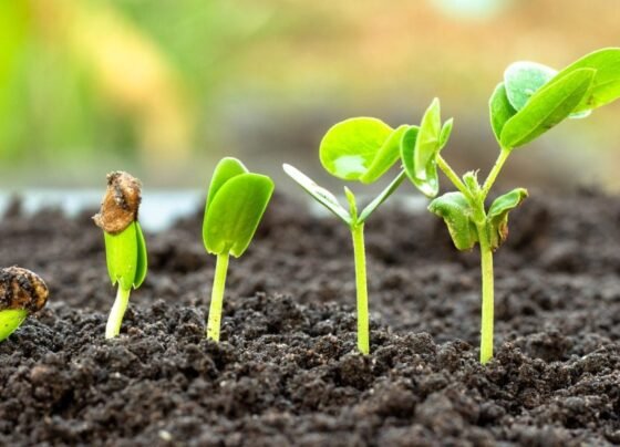 Bioinsumos Tratado de Budapeste