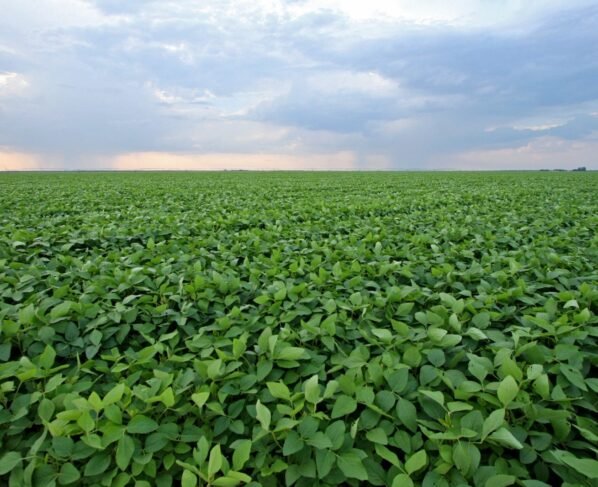 Campo de soja, soja,