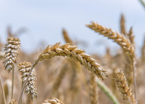 Plantação de trigo. Foto: Pixabay.