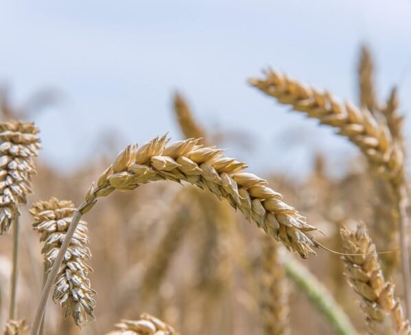 Plantação de trigo. Foto: Pixabay.