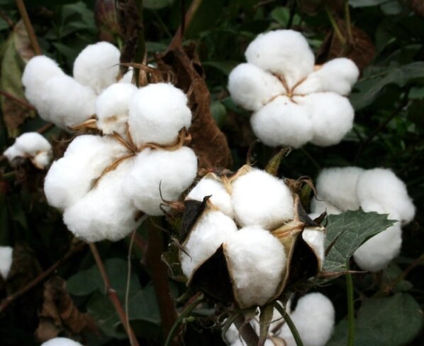 Algodão