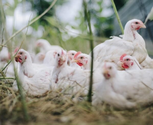 aves - gripe aviária