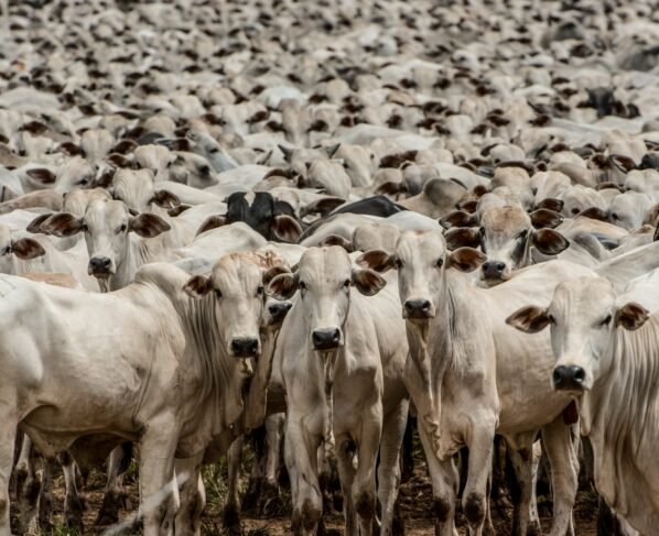 boi gordo, boiada, pecuária, gado, rebanho, bovino, goiás