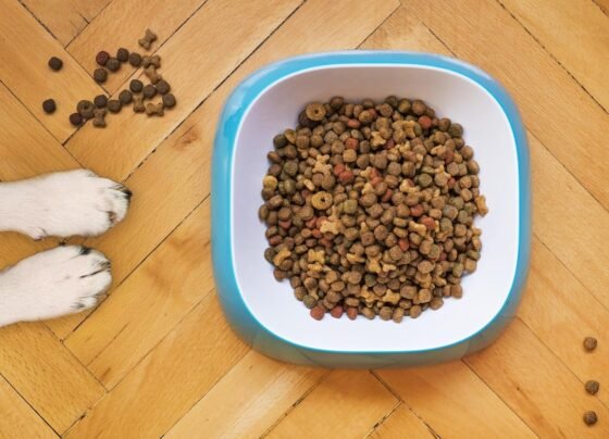 ração animal Portaria Mapa micotoxinas