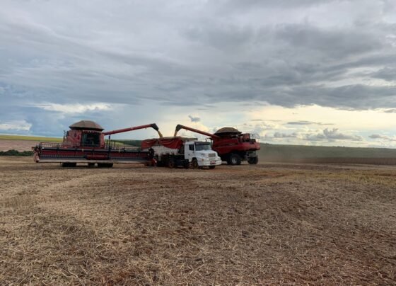 Colheita Soja Fazenda Aymoré