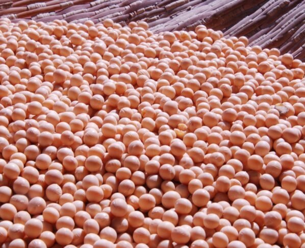 exportação, soja, plantio, grão recorde