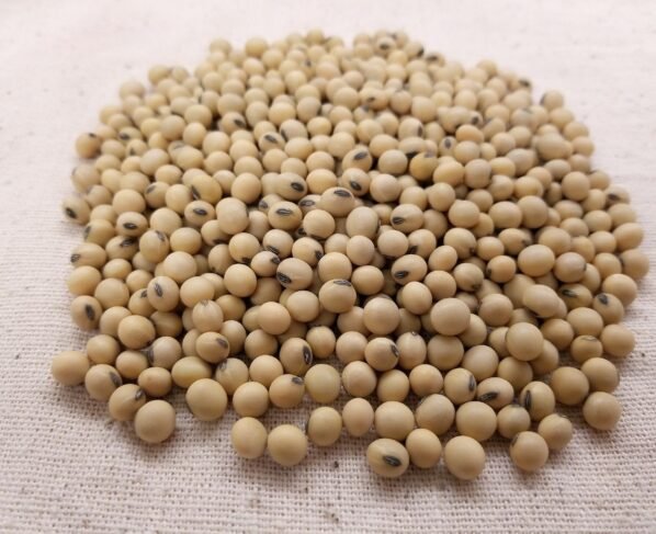 grão de soja
