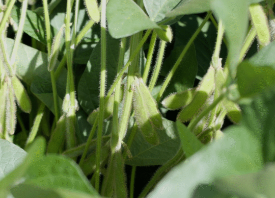 dia de campo da cooperativa cooperfarms