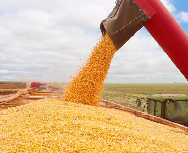 milho, cereal, grão