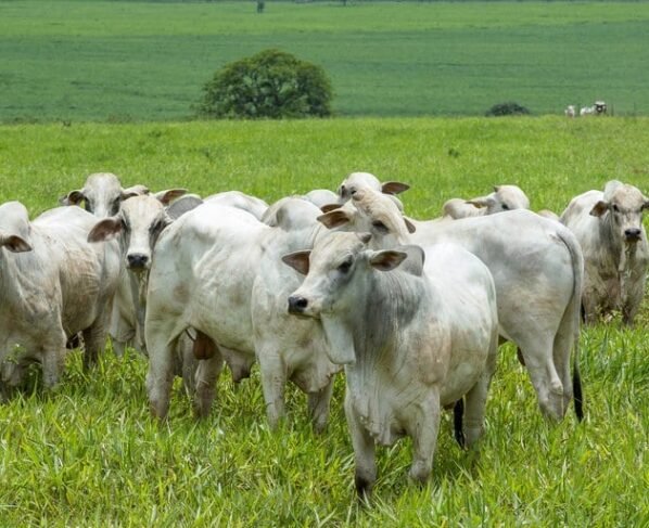pecuária bovina, boi gordo, Nigéria