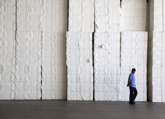 Pilhas de fardos de celulose – Suzano e Klabin