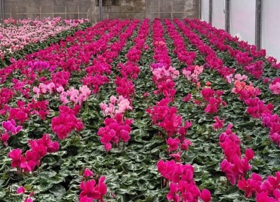 ciclâmen em flor , Holambra