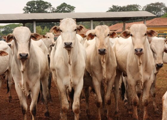 arroba do boi gordo mercado